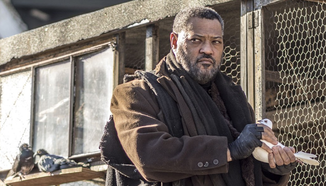 Laurence Fishburne messenger pigeons